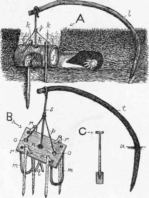 The Common Wood Mole Traps.