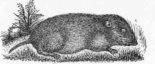 The Field Vole.