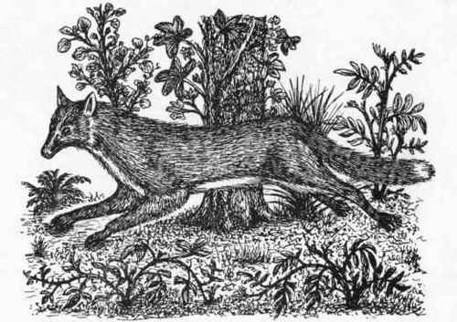 The Fox.