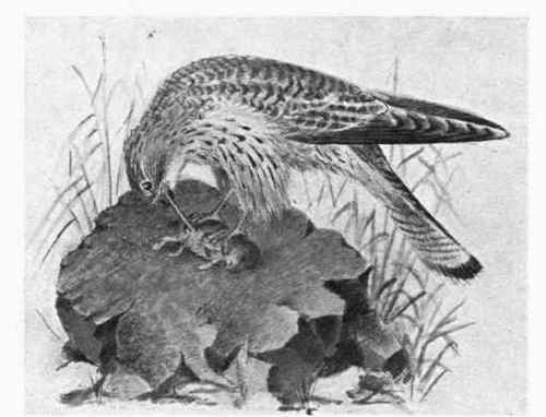 The Kestrel and Field Vole.
