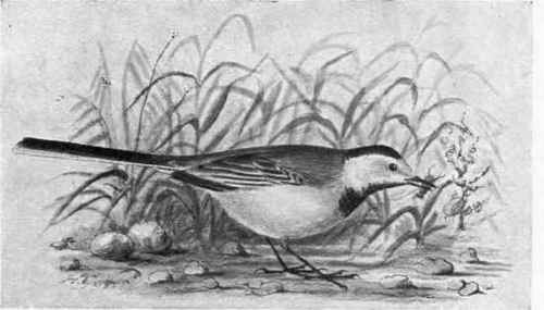 The Pied Wagtail.