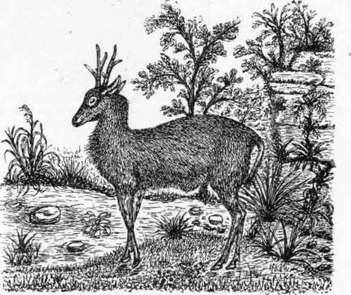 The Roebuck.