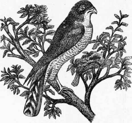 The Sparrow Hawk.
