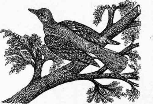 The Turtledove.