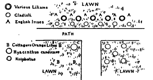 Big Bulbous Plants in Lawns.