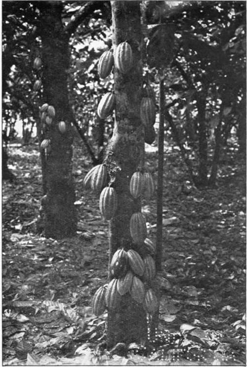 Cacao Beans upon specially pruned trees