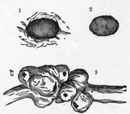 Cabbage Gall Weevil (Ceutorhynchus sulcicollis).