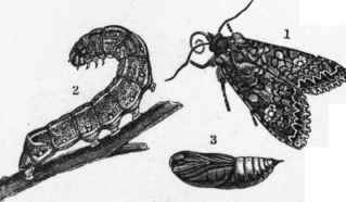 Cabbage Moth (Mamestra Brassicoe) 1, Moth 2 Caterpillar. 3, Chrysalis.