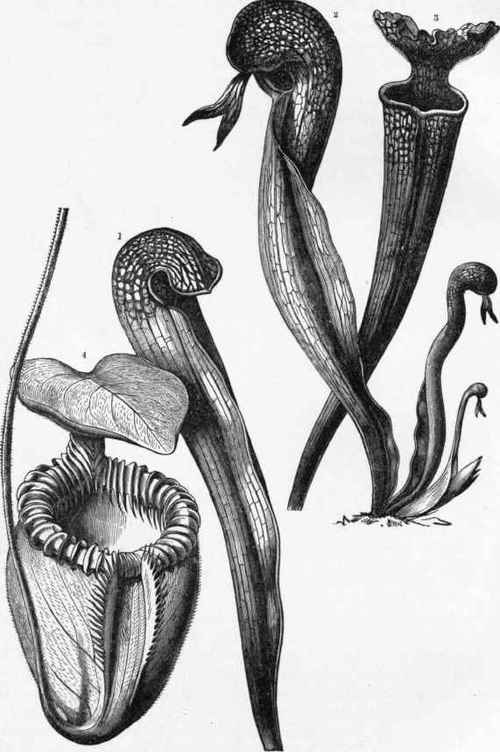 Pitcher Plants.