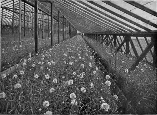 AMERICAN CARNATION REX AT Mr. C. ENGELMANN' S NURSERY, SAFFRON WALDEN.