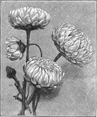 Acroclinium roseum.