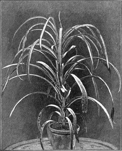 Codiaeum (narrow leaved ).