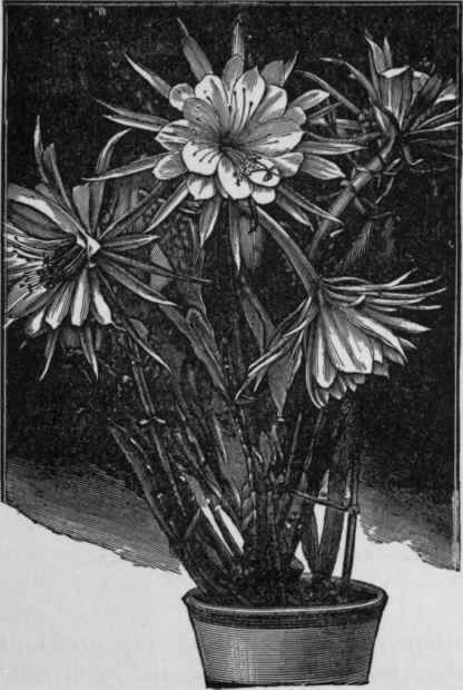 Phyllocactus crenatus.