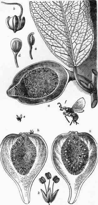 Fig. 377. a, Twig with inflorescence of Ficus pumila.