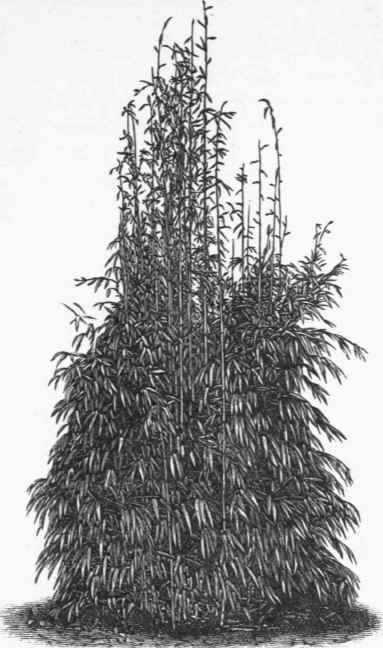 Arundinaria Simoni.