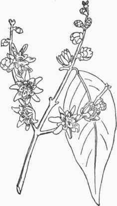 Chimonanthus fragrans.