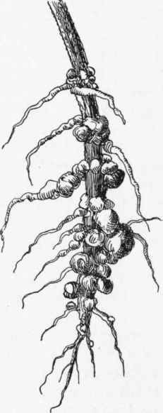 Cucumber Roots infested with Eelworms.