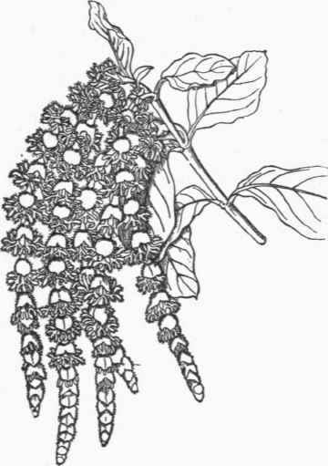 Garrya elliptica (pollen bearing catkins). (1/2).