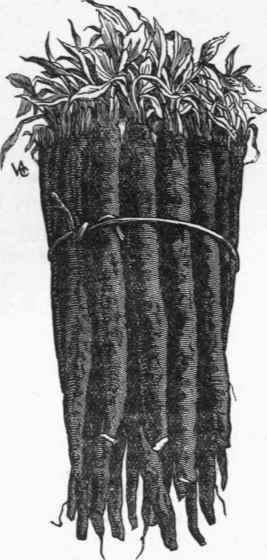 Scorzonera (Scorzonera hispanica).