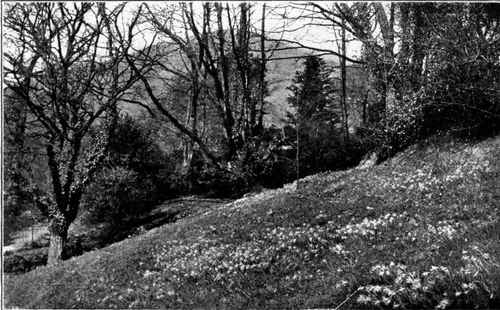 Narcissi in the Field.