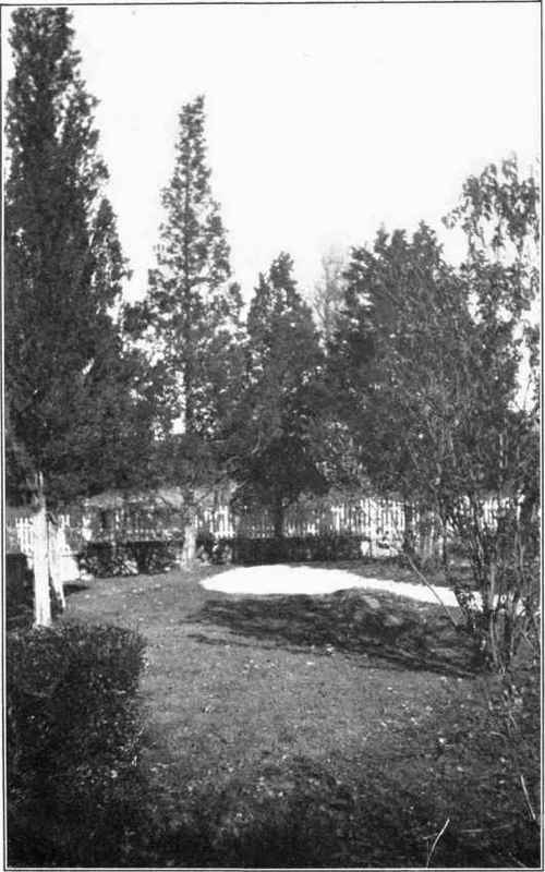 Red Cedars on the Lawn.