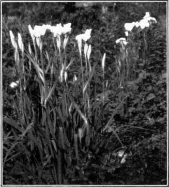 White Japan Iris
