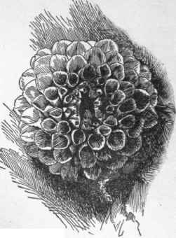 A Show dahlia.
