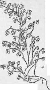 A form of Erica persoluta.