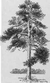 A mature field tree of Pinus ponderosa.