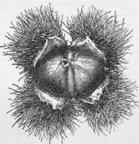 Boone chestnut.
