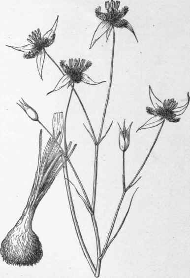 Calochortus obispoensis. No. 20 variety (X 1/2)