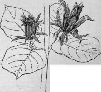 Calycanthus tertilis variety glaucus. (X 1/3)