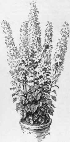 Campanula pyramidalis.