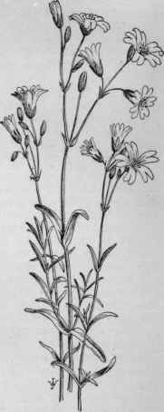 Cerastium arvense.