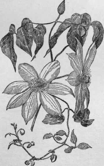 Clematis Lawsoniana variety Henryi, a derivative from C. lanuginosa. (X 1/4)