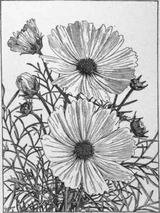 Cosmos bipinnatus.