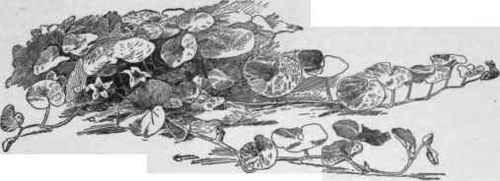 Cucurbita maxima.