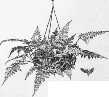Davallia bullata, grown as a fern ball.