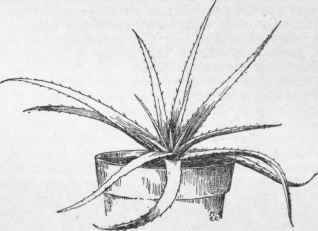 Dyckia rariflora.