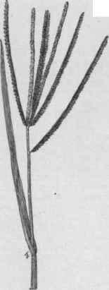 Eleusine indica. (X 1/2)