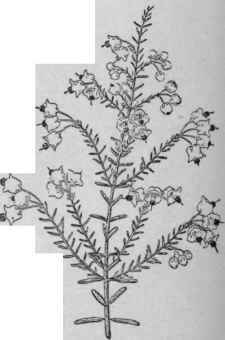 Erica melanthera.