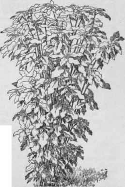 Euphorbia heterophylla (X1/8 No. 9.