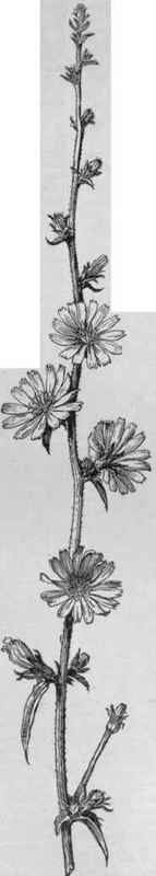 Flowers of chicory.   Cicho rium Intybus. (X 1/2). A familiar weed along roadsides in the eastern part of the country.