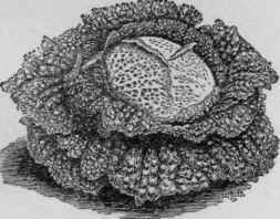 Savoy cabbage.