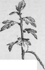Terminal bud after the disbudding operation.