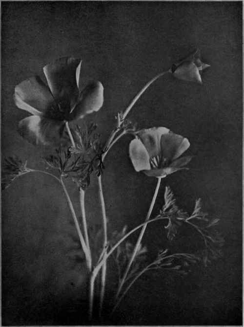 The California poppy.   Eschscholtzia californica.