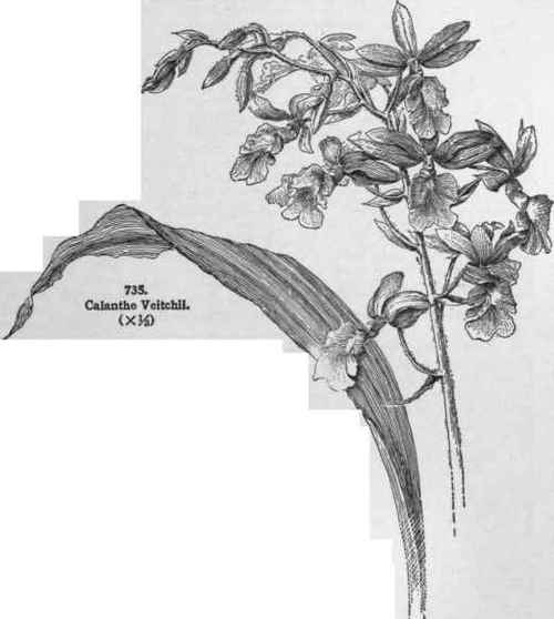 Veratrifolia 44