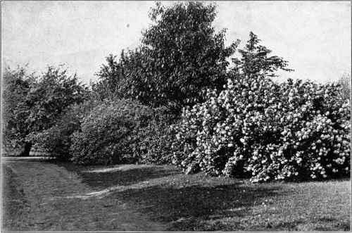Figure 24. HORTICULTURAL ACCENTS
