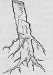 Root Grafting.
