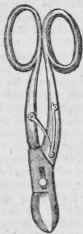 Scolytus 156